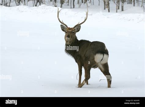 Sika deer Cervus nippon Japan male Stock Photo - Alamy