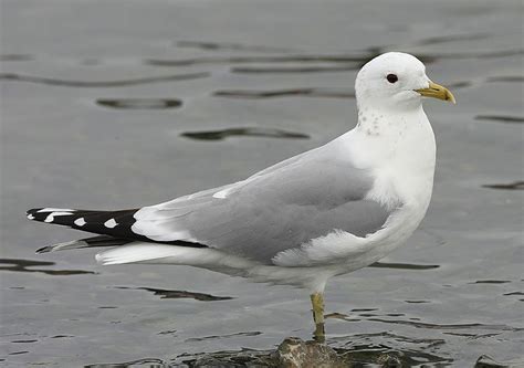 Common gull - Alchetron, The Free Social Encyclopedia