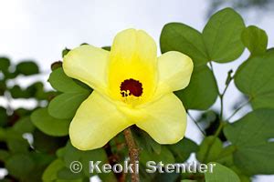 Yellow Orchid Tree, Bauhina tomentosa