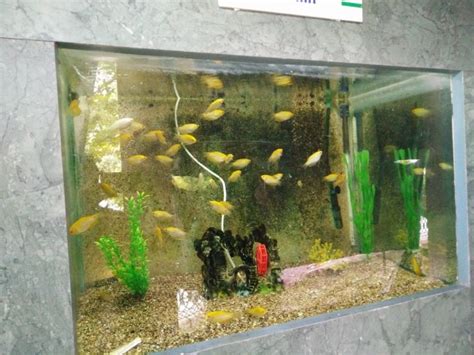 Top thing to do in Aquarium On The Island On Bhimtal (2024) | All about Aquarium On The Island ...