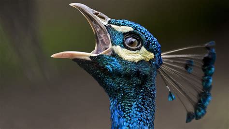 Peacock Crests Sense Vibrations From Mating Tail Displays - The Atlantic