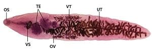 CDC - DPDx - Dicrocoeliasis