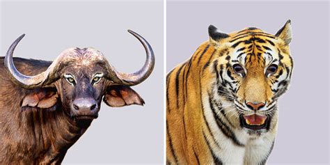 Predators Vs Prey: I Created A Funny Experiment By Swapping Animal Eyes | Bored Panda