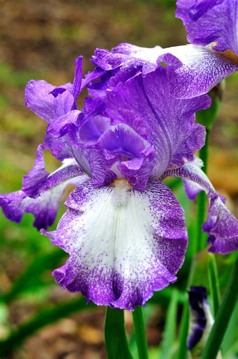 Purple and White Iris | Iris garden, White iris, Iris