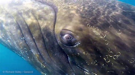 Eye to eye with a humpback whale in Antarctica