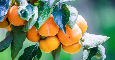 15 of the Best Asian Persimmon Varieties | Gardener’s Path