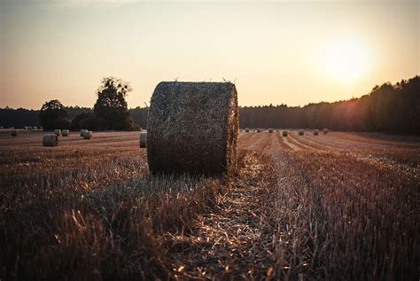 Free download | HD wallpaper: brown hay under white sky, hay bail ...