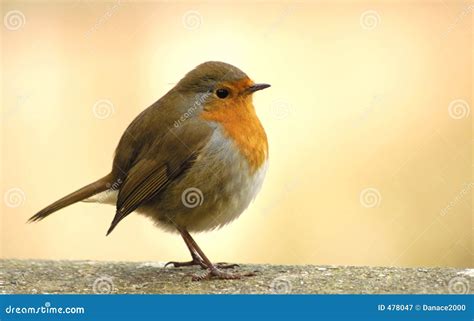 Red Robin Royalty Free Stock Photography - Image: 478047