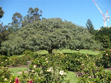 Two Jays Away: Brisbane Botanic Gardens