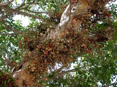 The Sycamore fig (Ficus Sycomorus) - Trees of Joy