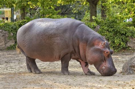 Hippopotamus Hippo Zoo - Free photo on Pixabay - Pixabay