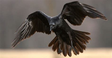 Raven Spirit Animal Symbolism and Meaning - AZ Animals