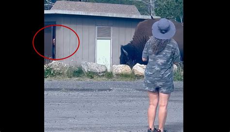 Watch: Yellowstone tourist trapped in restroom by giant bison