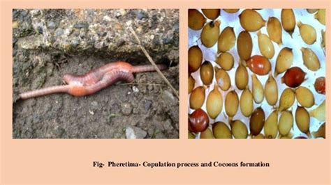 Earthworm reproduction