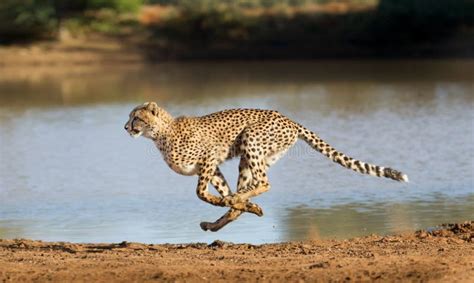 Cheetah Running, Acinonyx Jubatus, South Africa Stock Photo - Image of ...