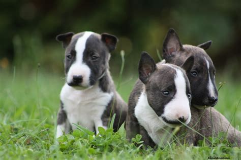 Miniature Bull Terrier - Photos All Recommendation