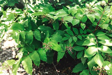 Poison Sumac: Toxicity and Identification