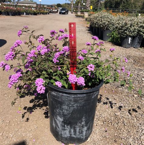 5 GALLON LANTANA PURPLE - LANTANA MONTEVIDENSIS-92067 - Nurseries Direct