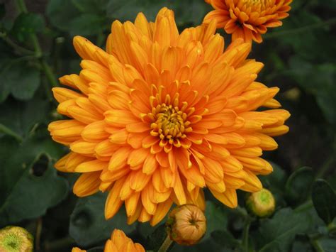 Chrysanthemum Dixter Orange | Chrysanthemum, Plants, Orange