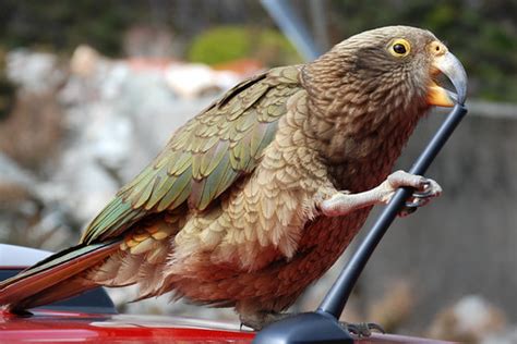 Kea | The Kea is a large species of parrot found in forested… | Flickr