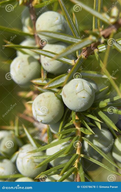 Unripe Berries Close Up of Juniperus Communis Stock Photo - Image of cupressaceae, nature: 132078678