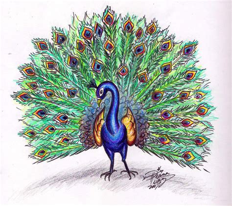 Simple Colorful Peacock Drawing - Cliparts.co