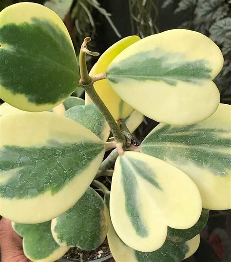 Variegated Hoya kerrii (LARGE)