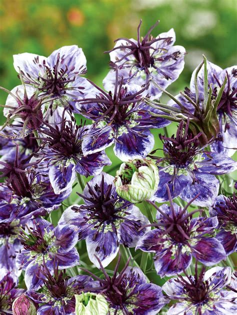 Love In A Mist Miss Jekyll Flower Seeds (Unwins) - Jackson's Nurseries