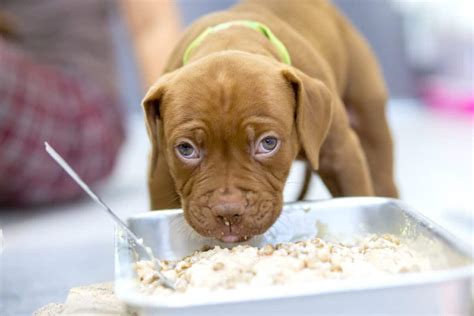 How Much to Feed a Pitbull (Puppy & Adult Feeding Chart)