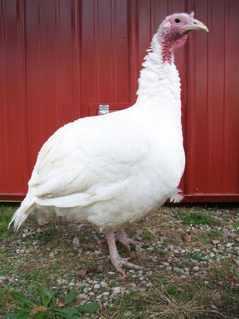 Free photo: White Turkey - Animal, Bird, Farm - Free Download - Jooinn