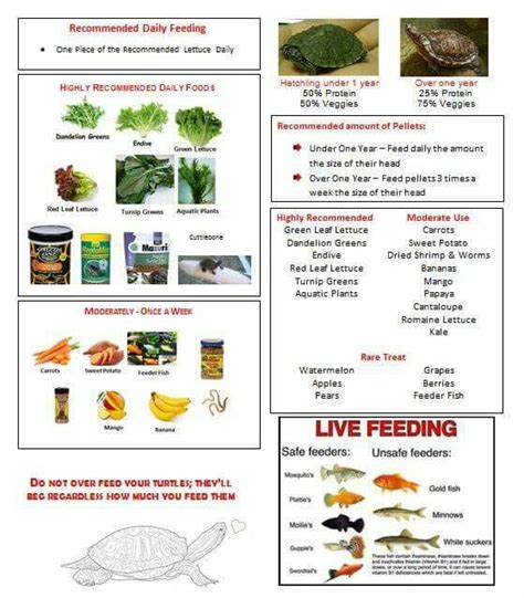 box turtle food chart - Janine Couture