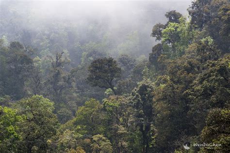 The montane subtropical rainforest of southeastern Yunnan, full of orchids, begonias, and ...