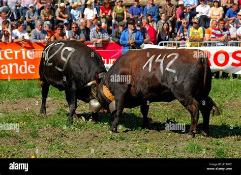 Battle of the queens cow fight hi-res stock photography and images - Alamy