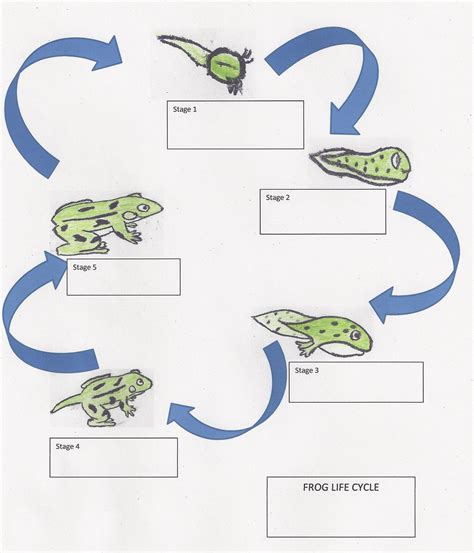 Life Cycle of a Frog: Lesson Plan for Elementary Students | Life cycles, Elementary lesson plans ...