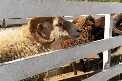 Premium Photo | Closeup of a male ram on a farm