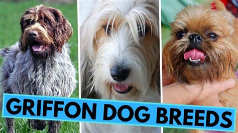 All Griffon Dog Breeds - Wiry Coated Hunters and Companions - YouTube