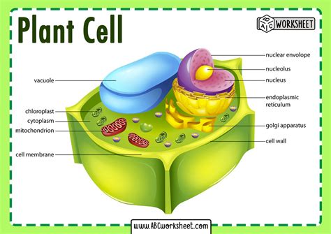 Plant Cell Parts - ABC Worksheet