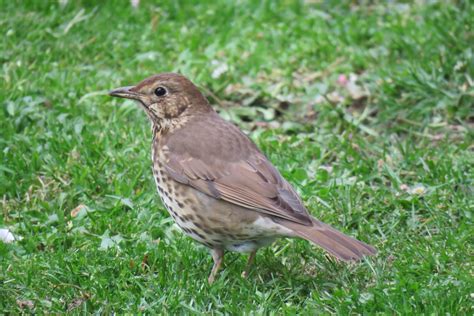 AVES DE ANDALUCÍA: Zorzal común