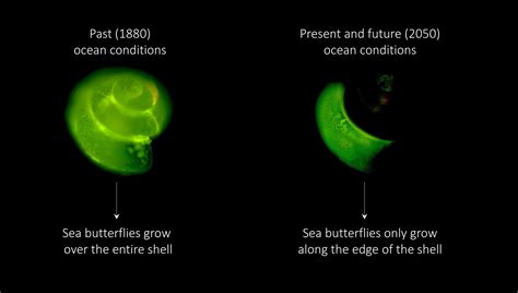 Climate Change: Sea Butterflies Already Struggle in Acidifying Southern ...