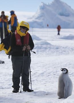 human impact :: penguin information