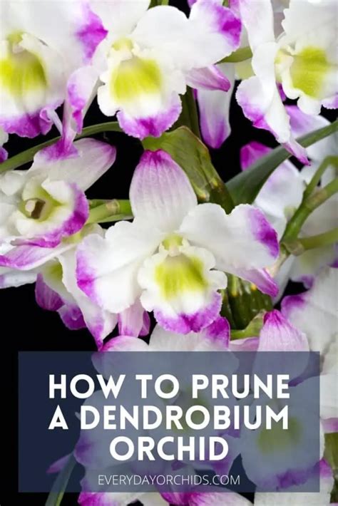 How To Prune A Dendrobium Orchid - Everyday Orchids