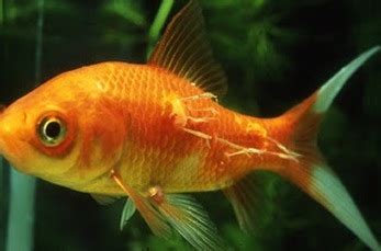 Treating diseases - COMMON GOLDFISH