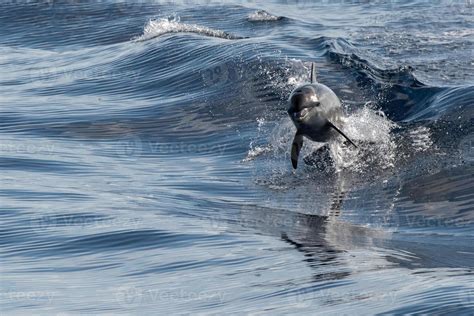 common dolphin jumping outside the blue ocean 12210694 Stock Photo at Vecteezy