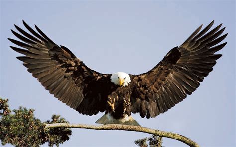 Bald Eagle Landing Branch Desktop Background : Wallpapers13.com