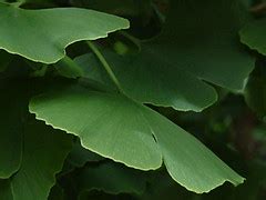 the last stand on earth | Ginkgo were discovered in the last… | Flickr