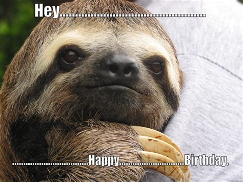 Birthday Sloth - quickmeme