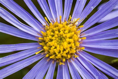 Free picture: pollen, nectar, detail, garden, summer, purple flower, nature