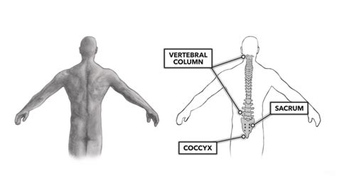 CrossFit | Movement About Joints, Part 8: The Vertebral Column