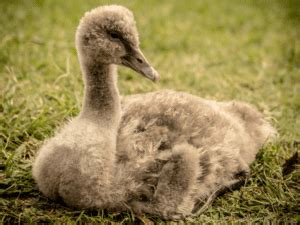 Graceful and Adorable - 6 Baby Swan Facts You Should Know - Animal Corner