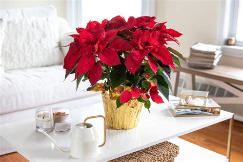 Care of a Poinsettia Plant - Back Gardener